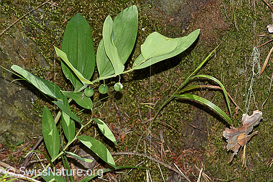 Foto: Echtes Salomonssiegel (Polygonatu odoratum). Die Früchte sind noch grün (unreif). Die Pflanze wird auch Wohlriechende Weisswurz oder Duftende Weisswurz genannt.