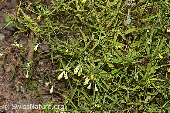 Photo: Melampyrum pratense. Blossoms and leaves.