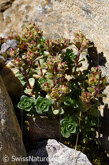 Foto: Zweiblütiger Steinbrech (Saxifraga biflora). Früchte und Blätter. Ganze Pflanze.