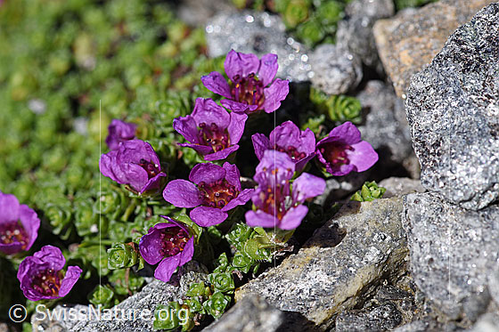 Foto: Gegenblättriger Steinbrech (Saxifraga oppositifolia). Blüten und Blattrosetten.