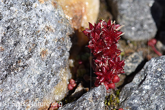 Foto: Dunkler Mauerpfeffer (Sedum atratum). Ganze Pflanze (Habitus).