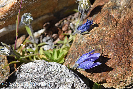 Foto: Mont Cenis-Glockenblume (Campanula cenisia). Ganze Pflanze (Habitus).