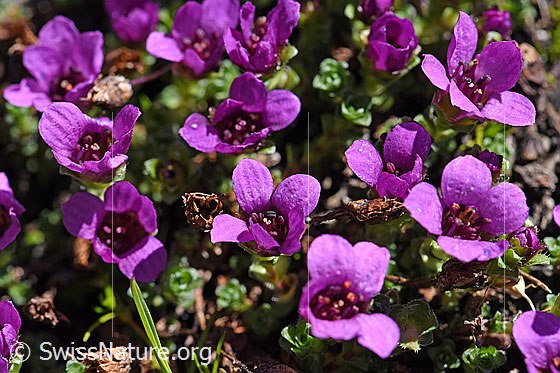 Saxifraga oppositifolia