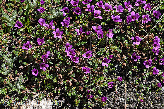 Photo: Saxifraga oppositifolia. Whole plant (habiti)