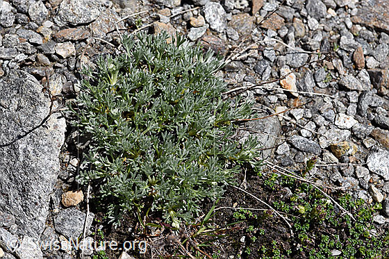 Foto: Ährige Edelraute (Artemisia genipi). Blätter und letztjährige Stängel.