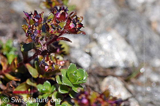 Photo: Saxifraga biflora. Leaves and blossoms. Blossoms almost faded.
