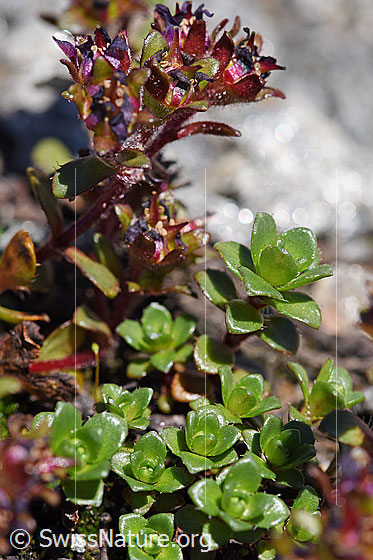 Photo: Saxifraga biflora. Leaves and blossoms. Blossoms almost faded.