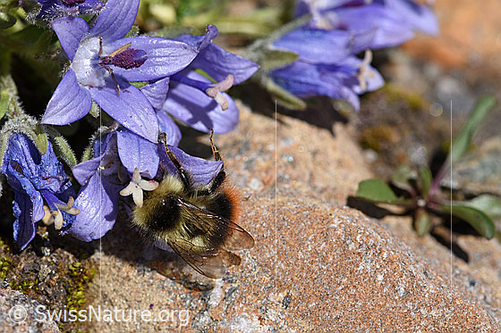 Foto: Höhen-Hummel (Bombus sichelii) auf Mont Cenis-Glockenblume (Campanula cenisia). Ansicht von schräg oben.