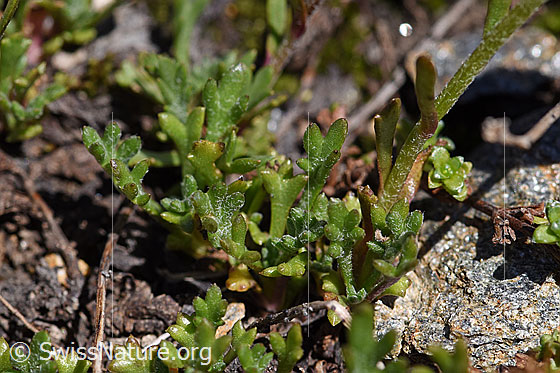 Photo: Leucanthemopsis alpina. Leaves.