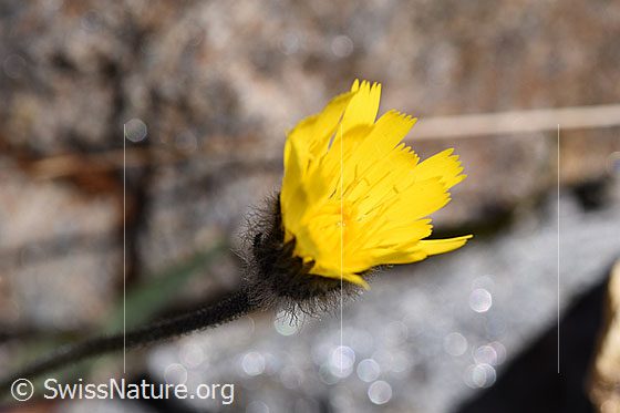 Foto: Grauzottiges Habichtskraut (Hieracium piliferum). Blüte.