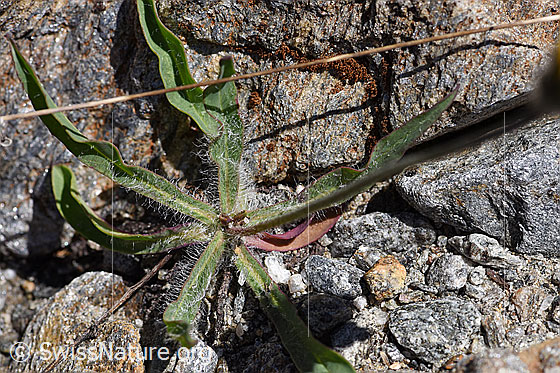 Foto: Grauzottiges Habichtskraut (Hieracium piliferum). Blätter und Stängel.