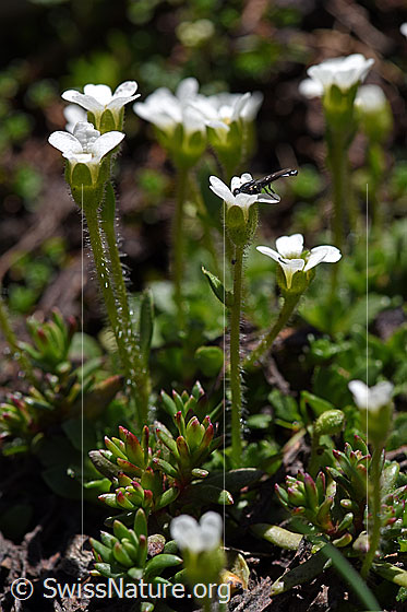 Foto: Mannsschild-Steinbrech (Saxifraga androsacea). Ganze Pflanze. Die Blattrosetten im Vordergrund gehören nicht zum Mannsschild-Steinbrech.