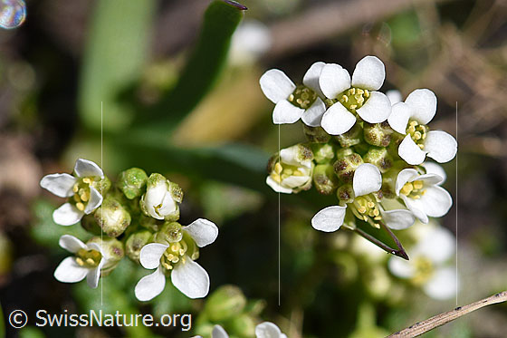 Foto: Alpen-Gämskresse (Pritzelago alpina). Blüten.