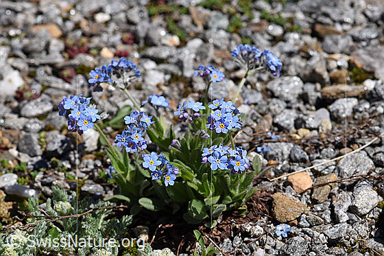 Foto: Wahrscheinlich Alpen-Vergissmeinnicht (Myosotis alpestris). Ganze Pflanze (Habitus).