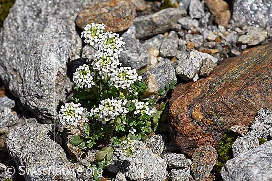 Photo: Pritzelago alpina. Whole plant (habiti).