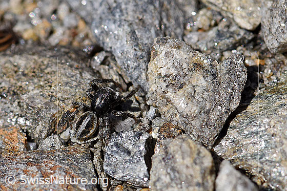 Photo: Probably Attulus longipes on small stones. Male. View from above.