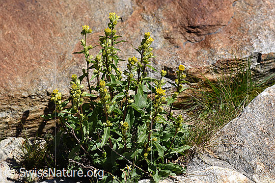 Foto: Wahrscheinlich Alpen-Goldrute (Solidago virgaurea ssp. minuta). Ganze Pflanze (Habitus).
Umgebung: Gletschervorfeld. Höhe: ca. 2500m ü.M.
Lat.: Solidago virgaurea ssp. minuta
Familie: Asteraceae (Korbblütler)
Gattung: Solidago (Goldruten)