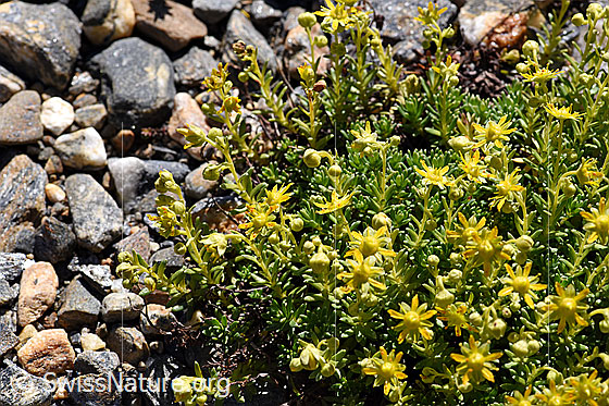 Photo: Saxifraga aizoides. Whole plant (habiti)