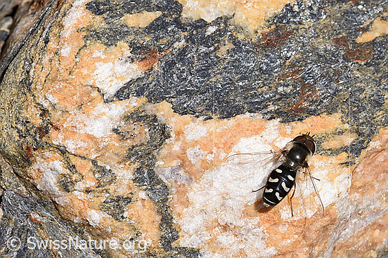 Foto: Späte Grossstirnschwebfliege (Scaeva pyrastri) auf Stein. Ansicht von oben.