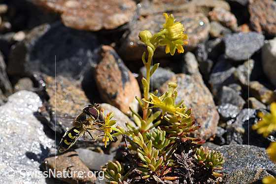 Foto: Mondfleck-Feldschwebfliege (Eupeodes luniger) auf Bewimpertem Steinbrech (Saxifraga aizoides). Länge 9 - 12mm. Männchen. Ansicht von seitlich oben.