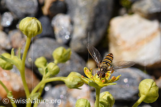 Photo: Episyrphus balteatus on Saxifraga aizoides. Top front view, wings open. Male.