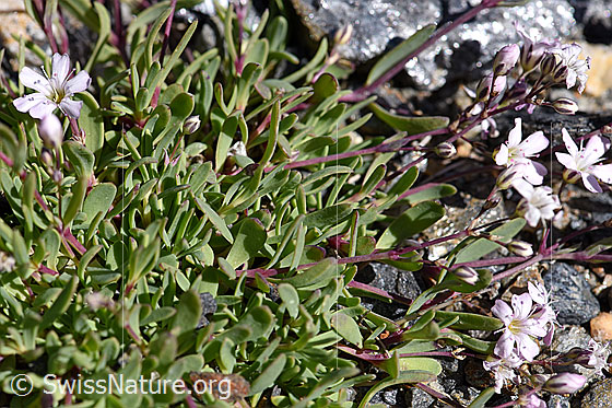 Photo: Gypsophila repens. Leaves.