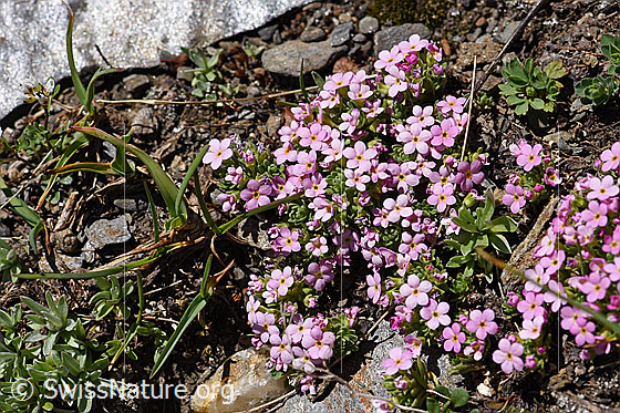 Foto: Alpen-Mannsschild (Androsace alpina). Polster.
