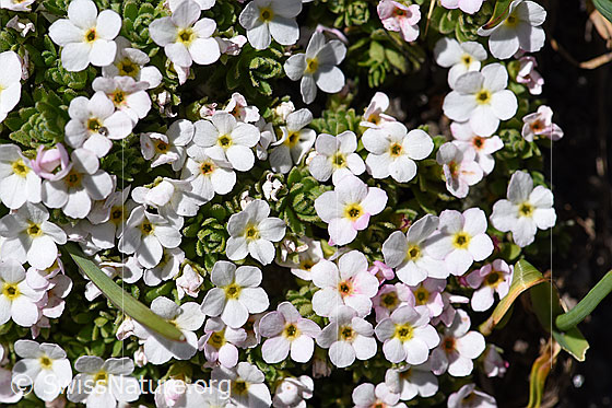 Foto: Alpen-Mannsschild (Androsace alpina). Blüten und Blatt-Rosettchen.