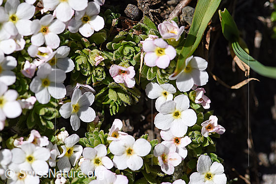 Foto: Alpen-Mannsschild (Androsace alpina). Blüten und Blatt-Rosettchen.