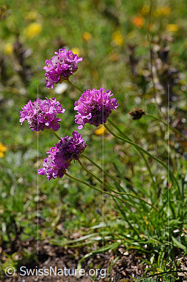 Photo: Silene suecica. Whole plant (habiti).
