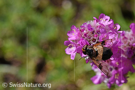 Photo: Volucella pellucens on Silene suecica. Female. Length 12 - 18mm. View from above.