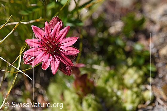 Foto: Spinnweb-Hauswurz (Sempervivum arachnoideum). Blüte.