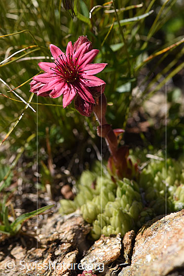 Photo: Sempervivum arachnoideum. Whole plant (habiti).