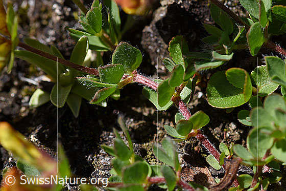 Foto: Alpen-Hornklee (Lotus alpinus). Stengel und Blätter.