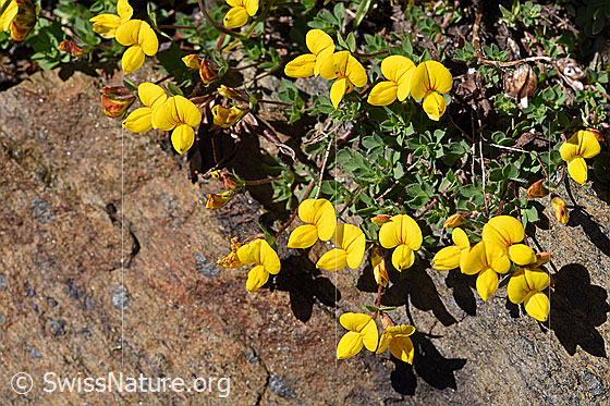Foto: Alpen-Hornklee (Lotus alpinus). Ganze Pflanze.