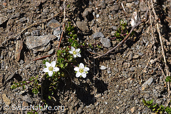 Photo: Arenaria biflora. Whole plant from above.
