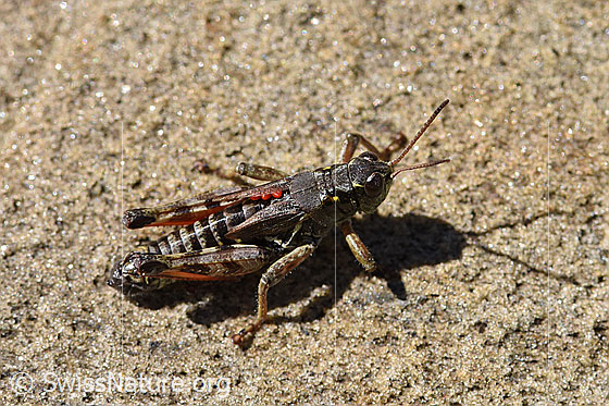 Photo: Nordische Gebirgsschrecke. Length 18 - 21mm. The red dots under the wings are mites (Acari).