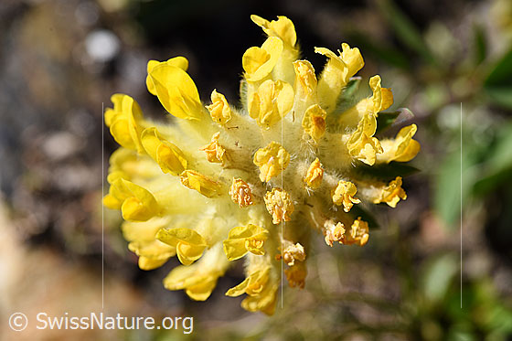 Foto: Alpen-Wundklee (Anthyllis vulneraria ssp. alpestris). Blüte.