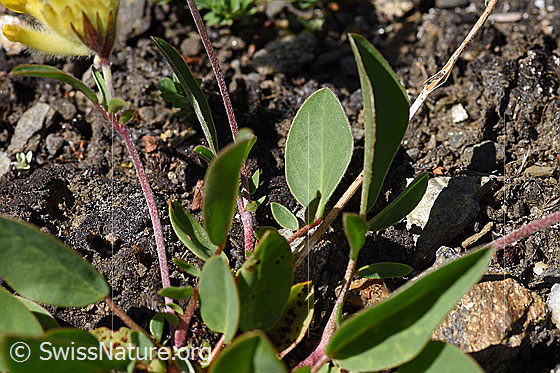 Photo: Anthyllis vulneraria ssp. Alpestris. Stem and blossoms.