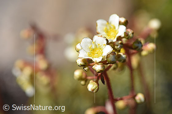 Foto: Trauben-Steinbrech (Saxifraga paniculata). Blütenstand.