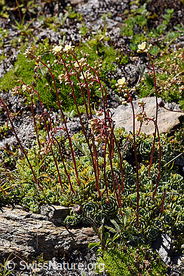 Photo: Saxifraga paniculata. Whole plant.