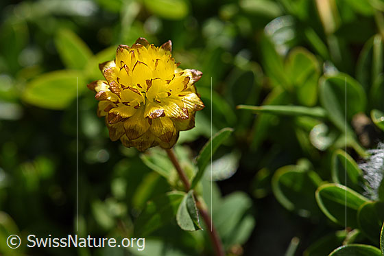 Photo: Trifolium badium. Whole plant.