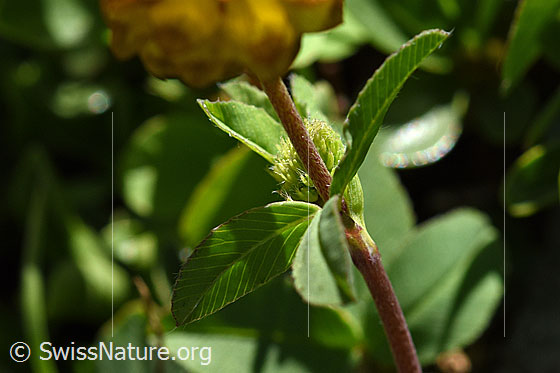 Photo: Trifolium badium. Leaves.