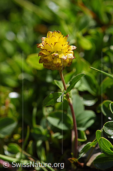 Foto: Braun-Klee (Trifolium badium). Ganze Pflanze.