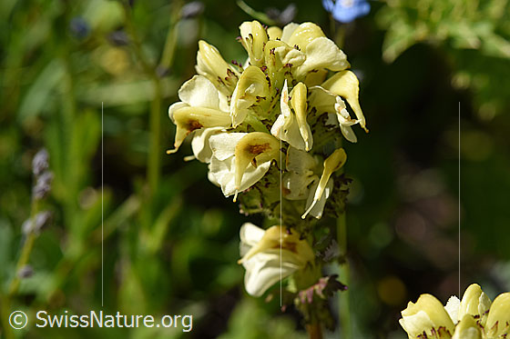 Knolliges Läusekraut (Pedicularis tuberosa)