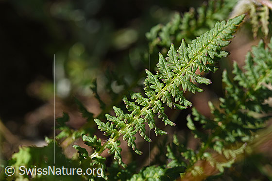 Photo: Pedicularis tuberosa. Leaves.