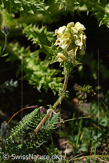 Foto: Knolliges Läusekraut (Pedicularis tuberosa). Ganze Pflanze von der Seite.