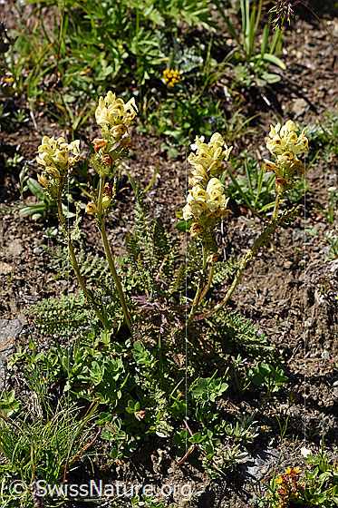 Foto: Knolliges Läusekraut (Pedicularis tuberosa). Ganze Pflanze (Habitus).