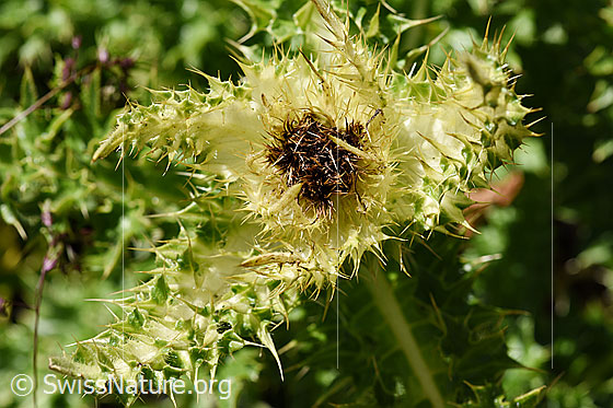 Photo: Cirsium spinosissimum. Whole plant (habitus).