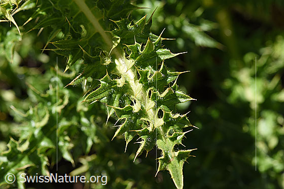 Photo: Cirsium spinosissimum. Leaves.